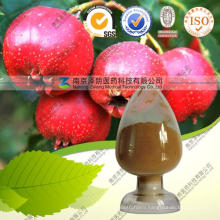 Natural Hawthorn Extract Hawthorn Flavones 80%